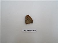 藏品(眼蝶科)的圖片